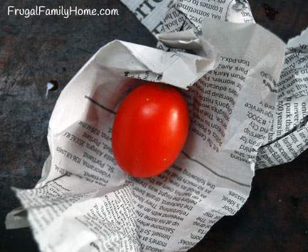 Red tomato after ripening