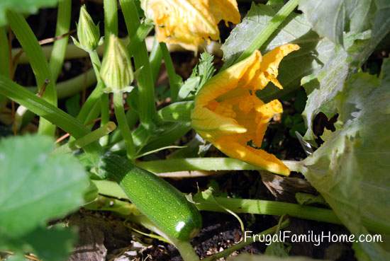 Zucchini Still Growning