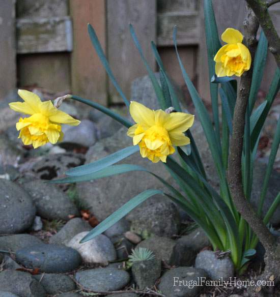 The daffodils are blooming at our house. 