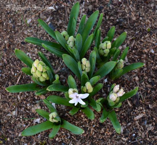 Some of our bulb flowers are trying to bloom. 