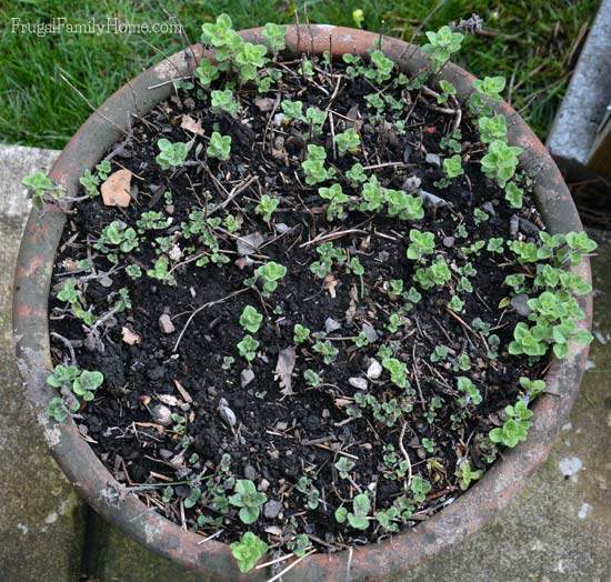 Herbs are great to grow in containers.