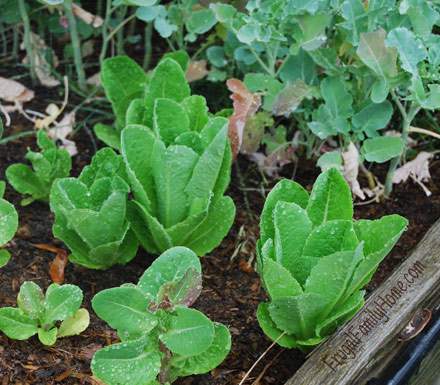 Grow leaf lettuce