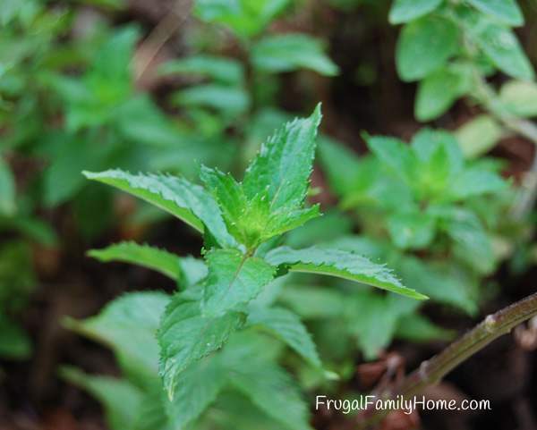 Save money growing herbs at home