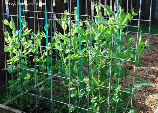 Peas growing on Trellis