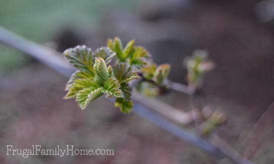 The raspberry plants are just starting to get leaves.