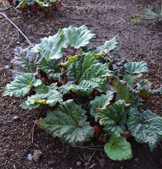 The Rhubarb plant is growing nicely.