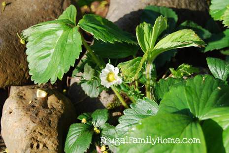 Grow berries to save money