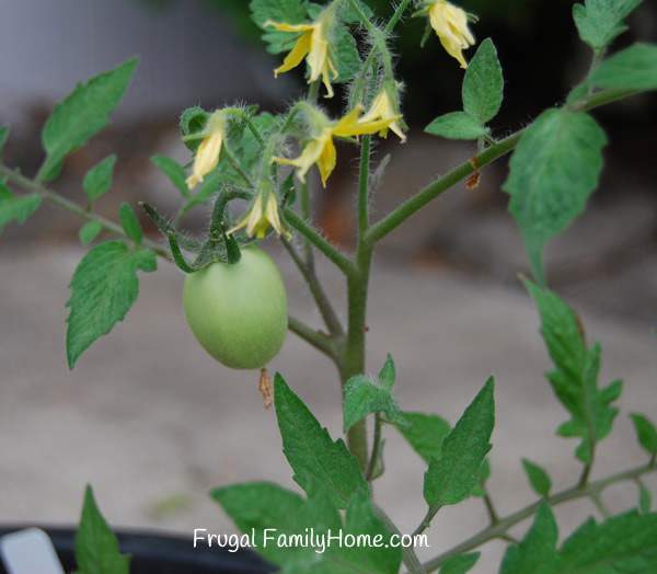 Grow Tomatoes to Save Money