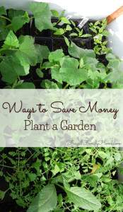 Gardening to save money