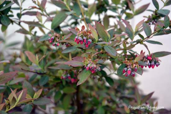 Aren't these blueberry flowers just beautiful