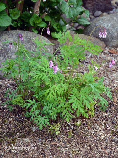 This is one of our native plants, Dwarf Bleeding Heart