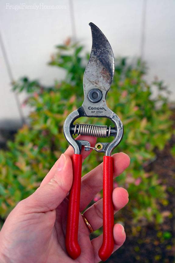 My favorite garden shears.