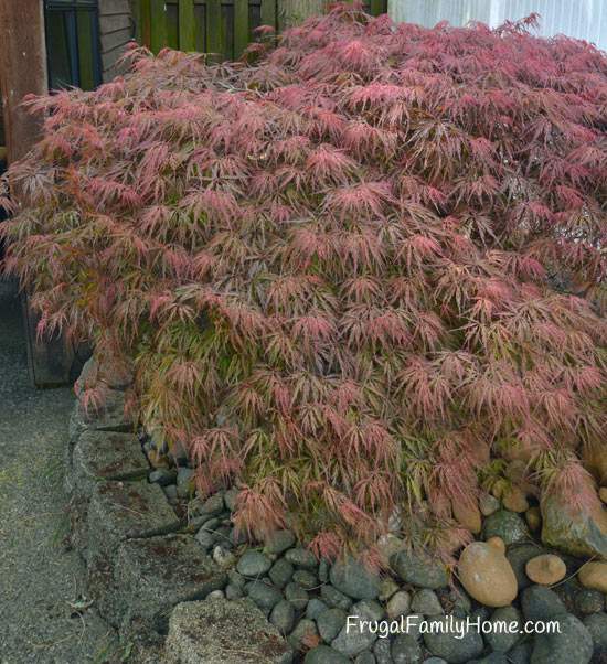 The Japanese Maple tree is looking beautiful this year. 