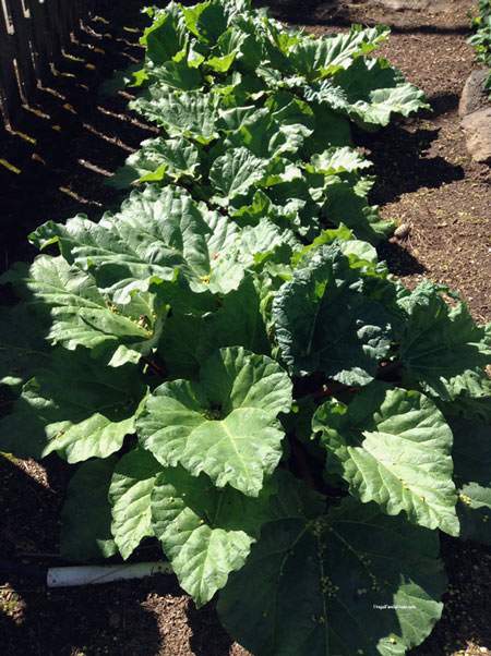 April Garden Update, The rhubarb is growing good.