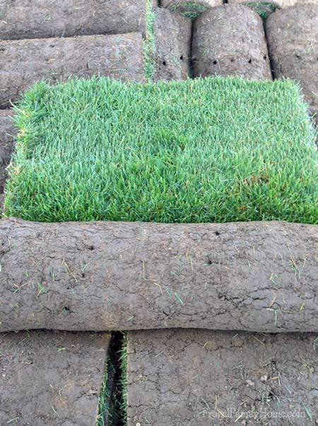 Part Shade Sod from Home Depot