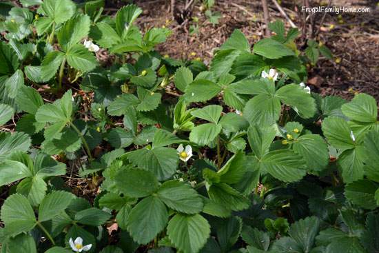 I'm so excited to see a few flowers on our strawberry plants