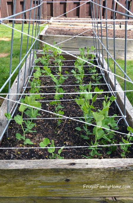 The sugar snap peas are growing good. 