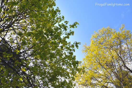 Our trees just starting to leaf out. 