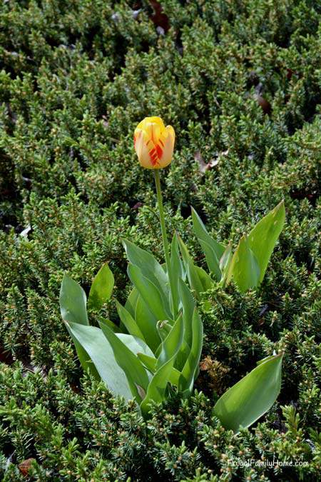 A tulip in a sea of juniper