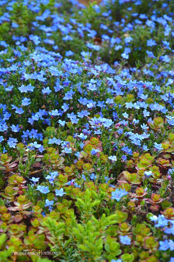 Blue carpet of flowers.