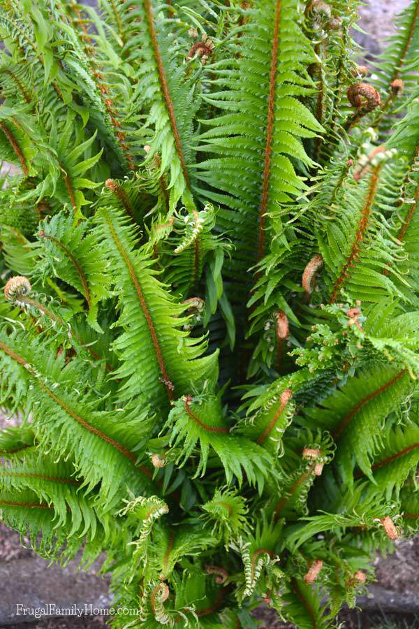 Beautiful fern unrolling new leaves. 