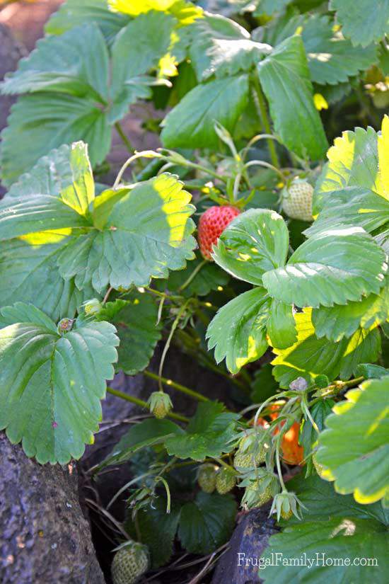 Our first strawberry, Frugal Family Home