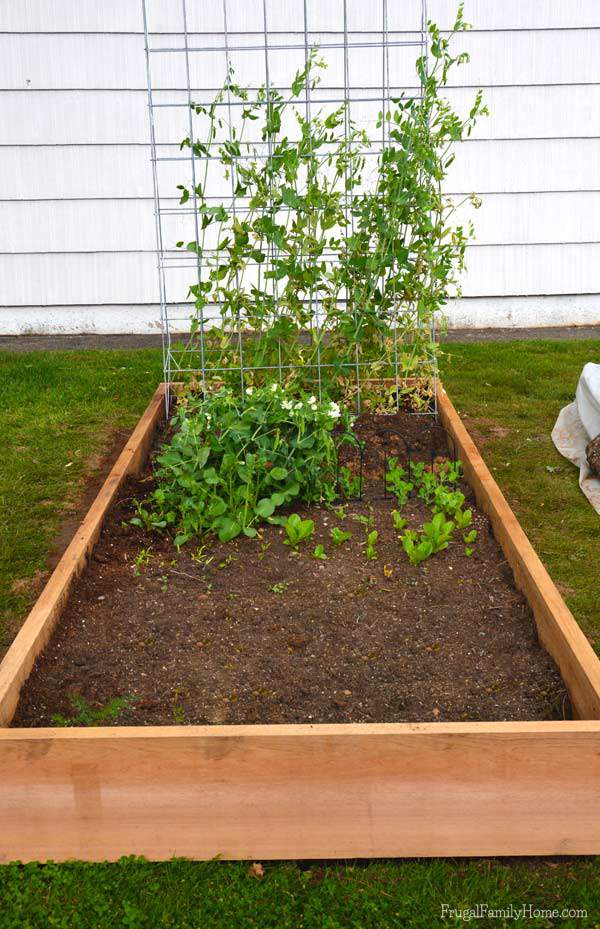 Our new cedar raised garden bed, Frugal Family Home