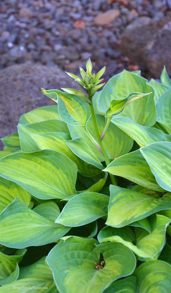 Hosta Flowers coming on early