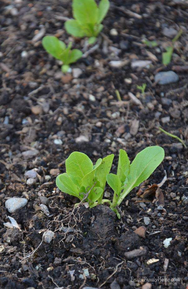 Our lettuce is a little slow to grow this year but I'm hoping it will start to take off soon.