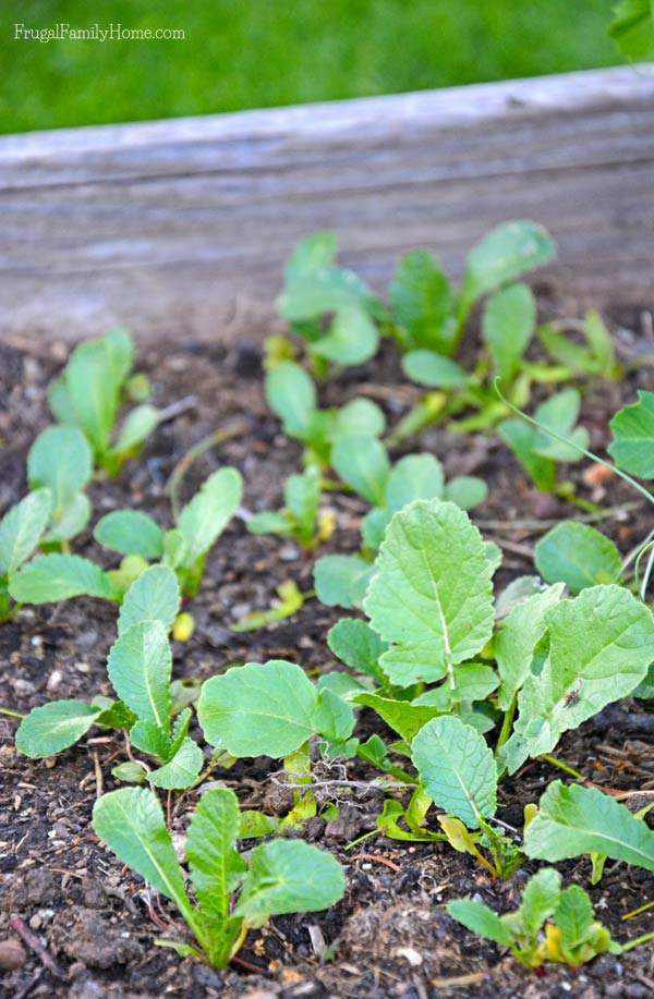 The radishes are doing good. I hoping to harvest  few for our salads in a week or two. 