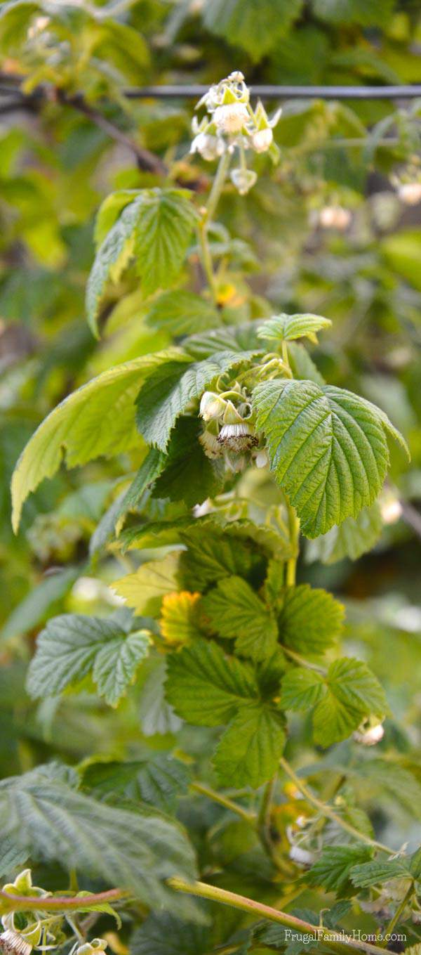 Raspberries are starting to get some flowers on them. 