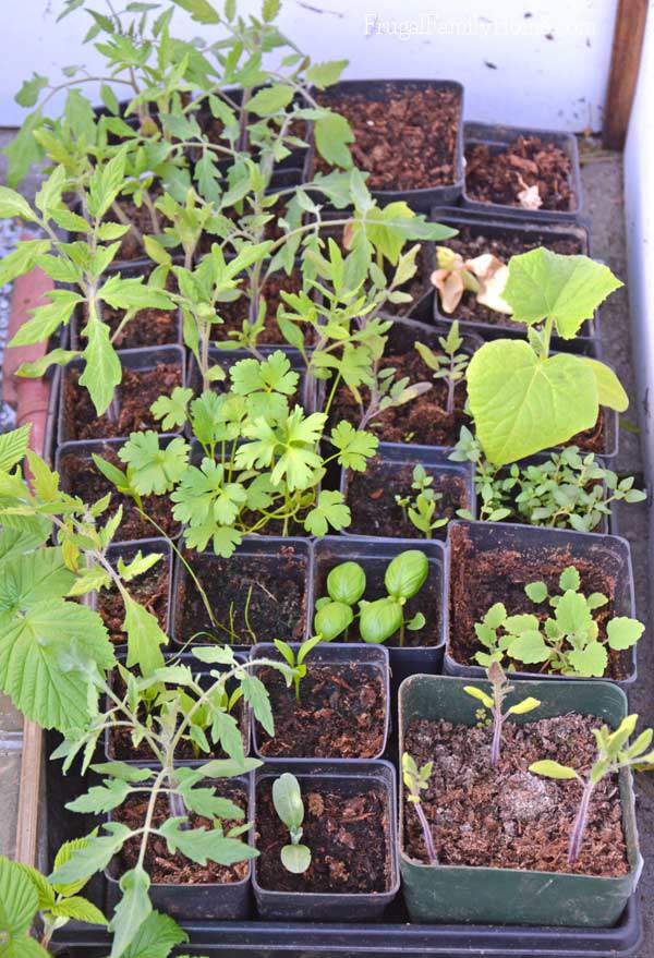 Our seedlings are starting to get big. They are almost ready for the garden.