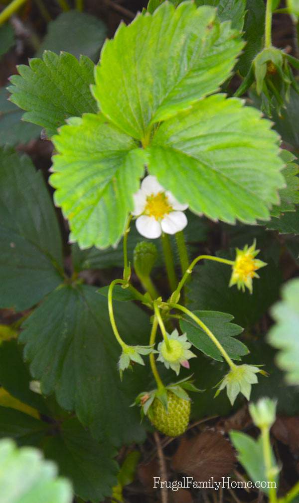 Our strawberries are starting to grow.