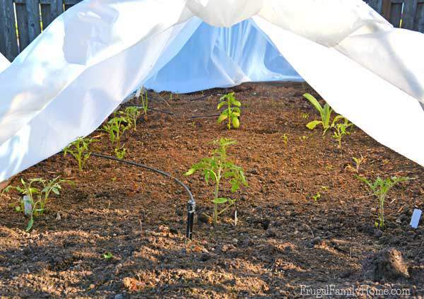 Tomatoes in the garden under cover, Frugal Family Home