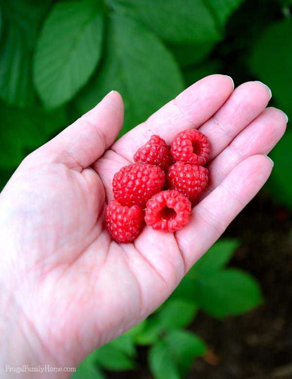 Yummy Backyard Raspberries, Frugal Family Home