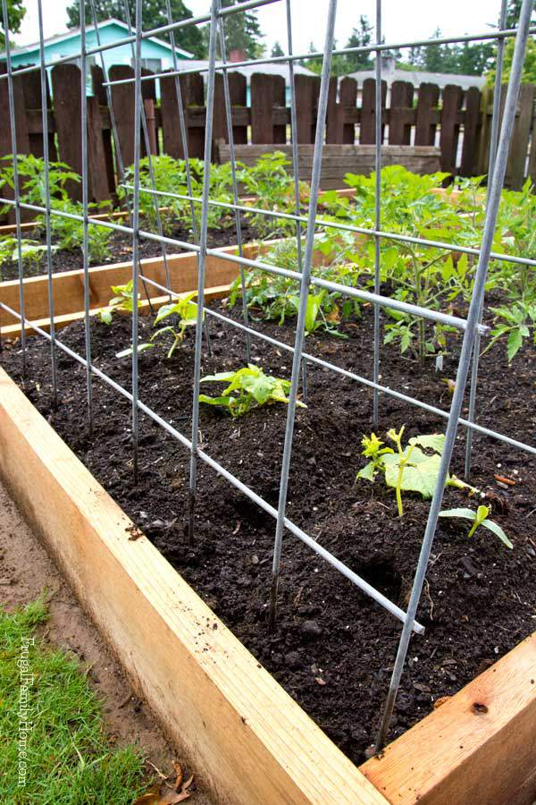 DIY Garden Trellis Installed