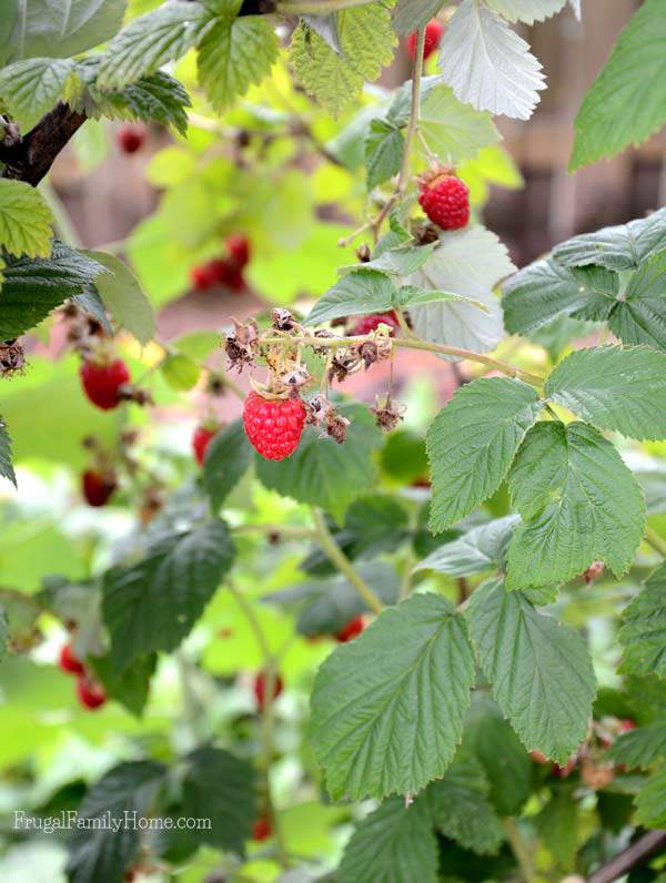 Lots of Raspberries this year on our plants to harvest. Frugal Family Home