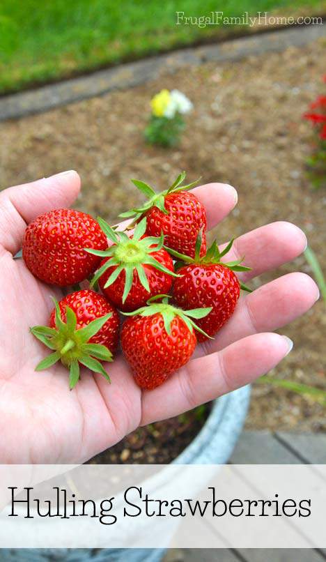 How to hull strawberries, Frugal Family Home