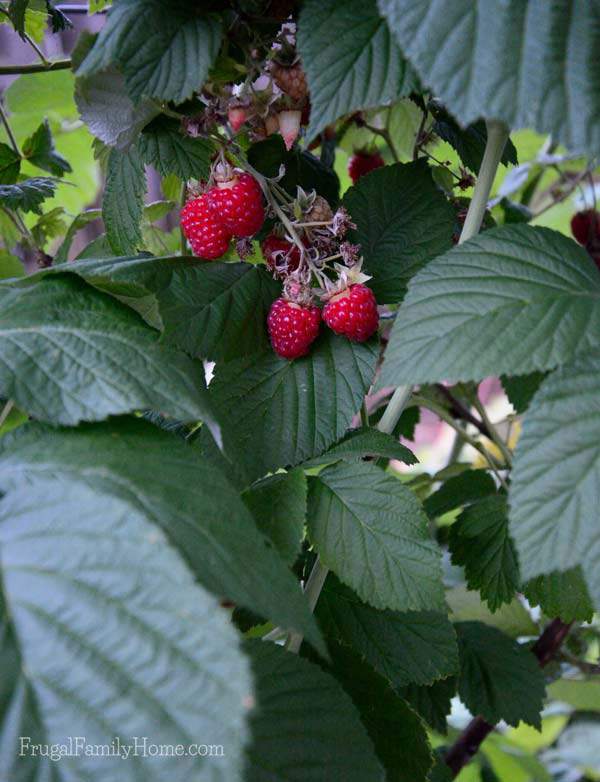 Yummy red raspberries in our backyard garden, Frugal Family Home