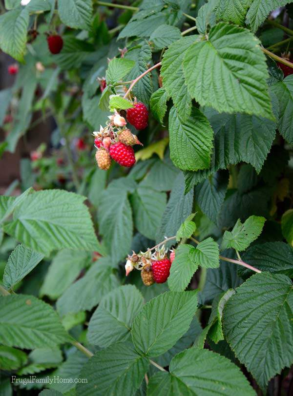 Our raspberry harvest has been good this year. 