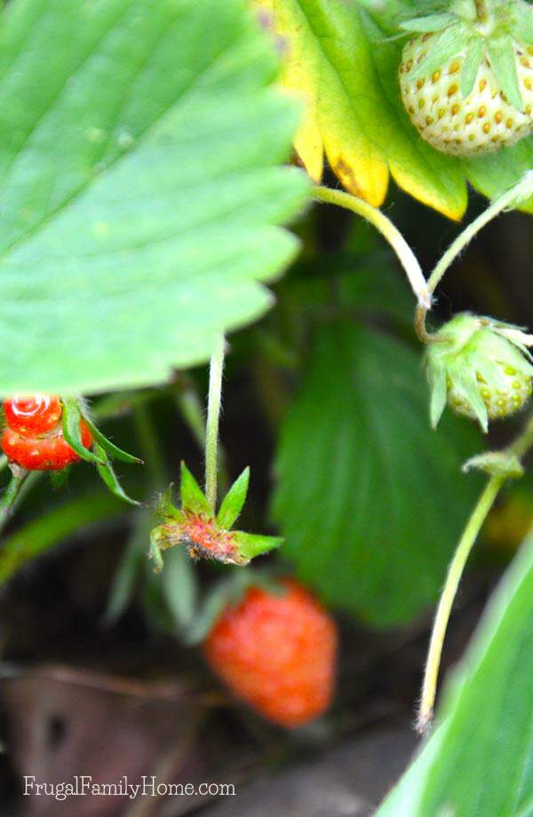 Strawberries Eaten by Slugs