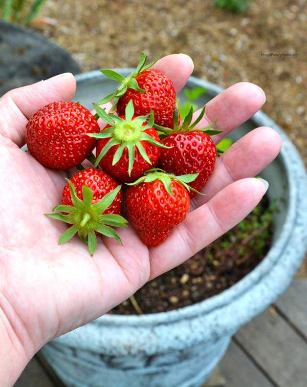 Garden Update, Hulling Strawberries