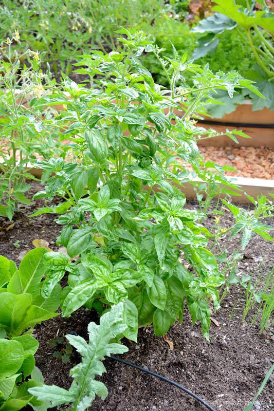 Our huge basil plant, it's as big as my tomato plants | Frugal Family Home