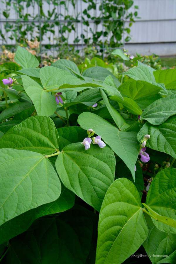 First blossoms on the bush beans | Frugal Family Home