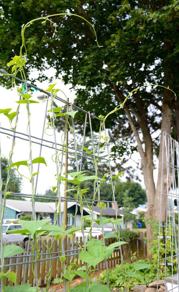 The beans are growing over and off the trellis | Frugal Family Home