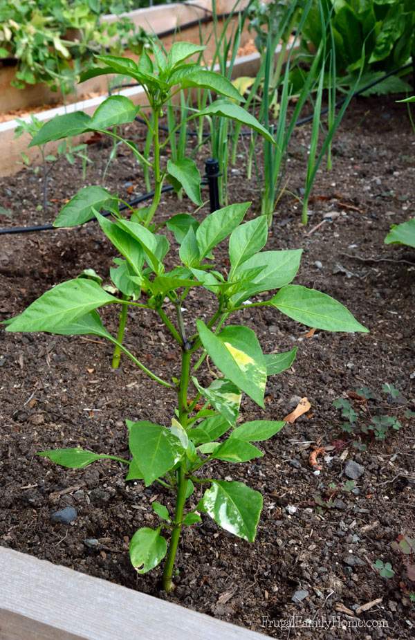 We are just starting to get blossoms on our bell pepper plants | Frugal Family Home
