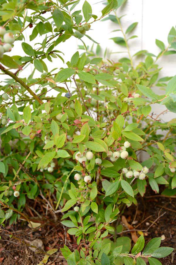 Lots of berries on our blueberry plants | Frugal Family Home