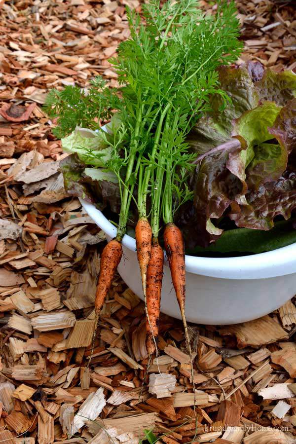 Harvesting Lettuce and Carrots | Frugal Family Home