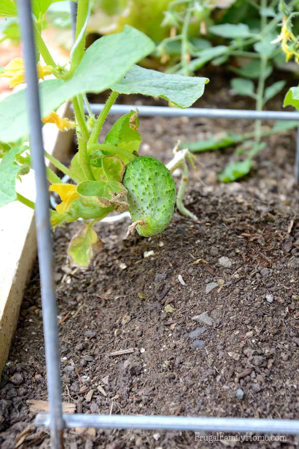 The first of our cucumbers | Frugal Family Home