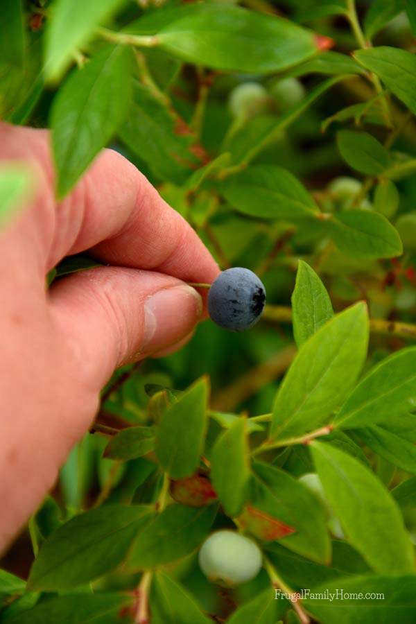 One of our first blueberries | Frugal Family Home